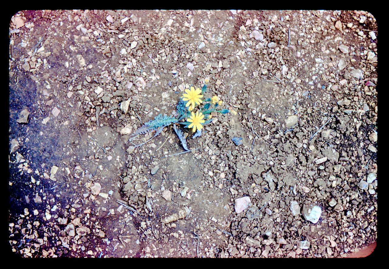 Crepis occidentalis flower