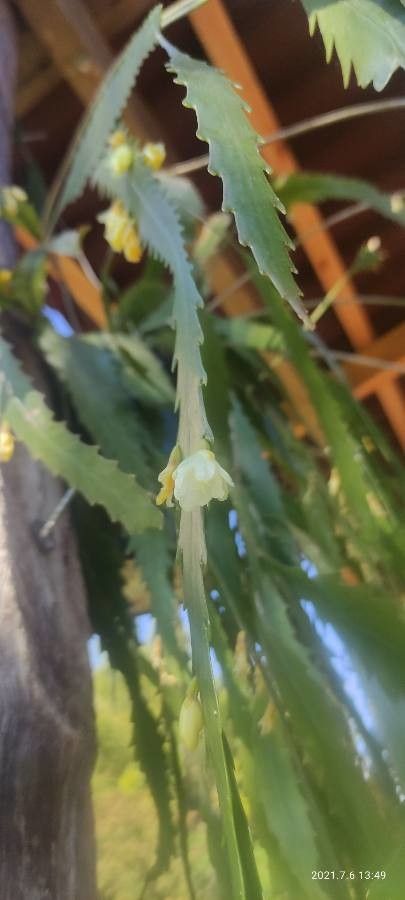 Lepismium houlletianum flower