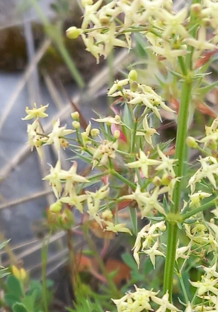 Galium melanantherum — houseplant care guide