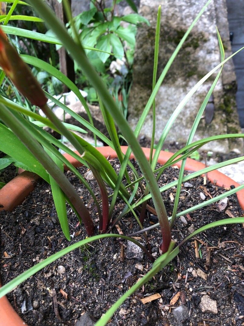 Cyrtanthus brachyscyphus — related species from the same genus