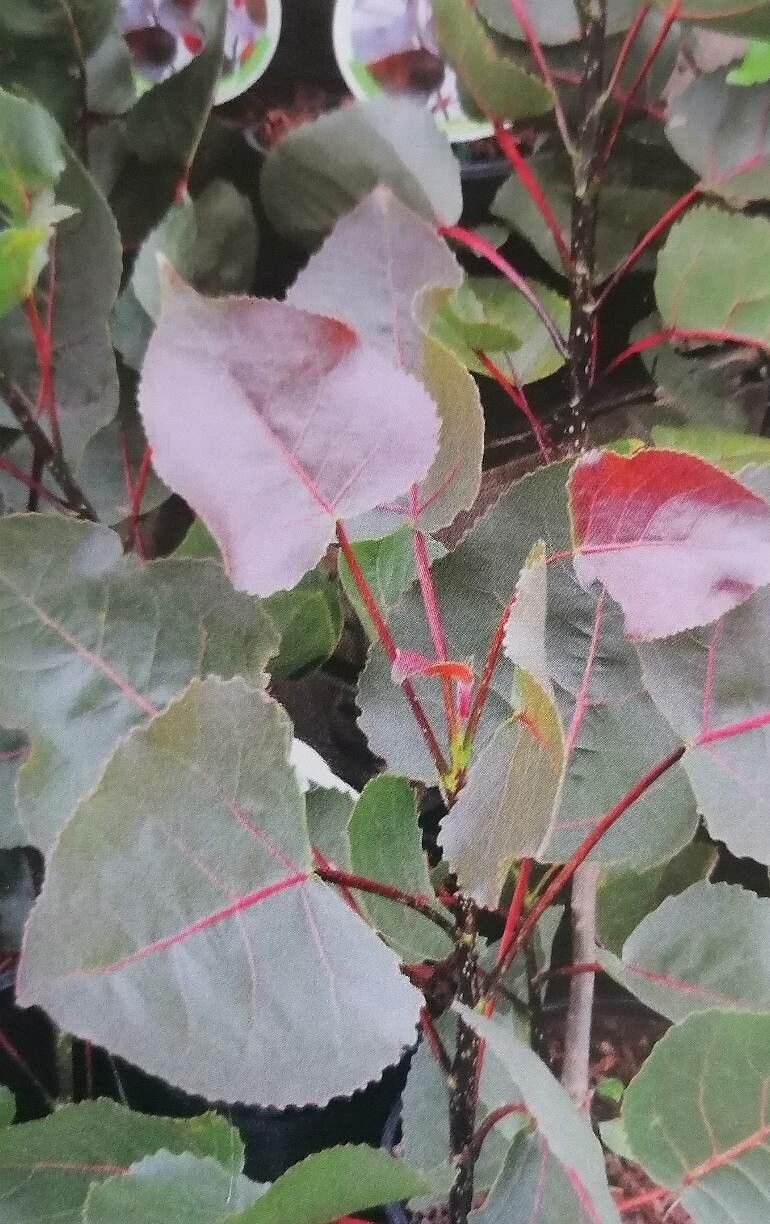 Populus carolinensis leaf
