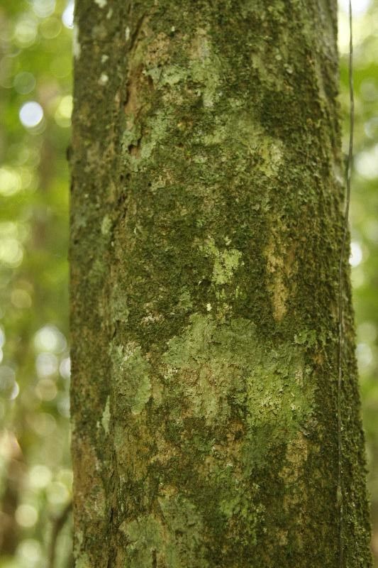 Siparuna decipiens bark