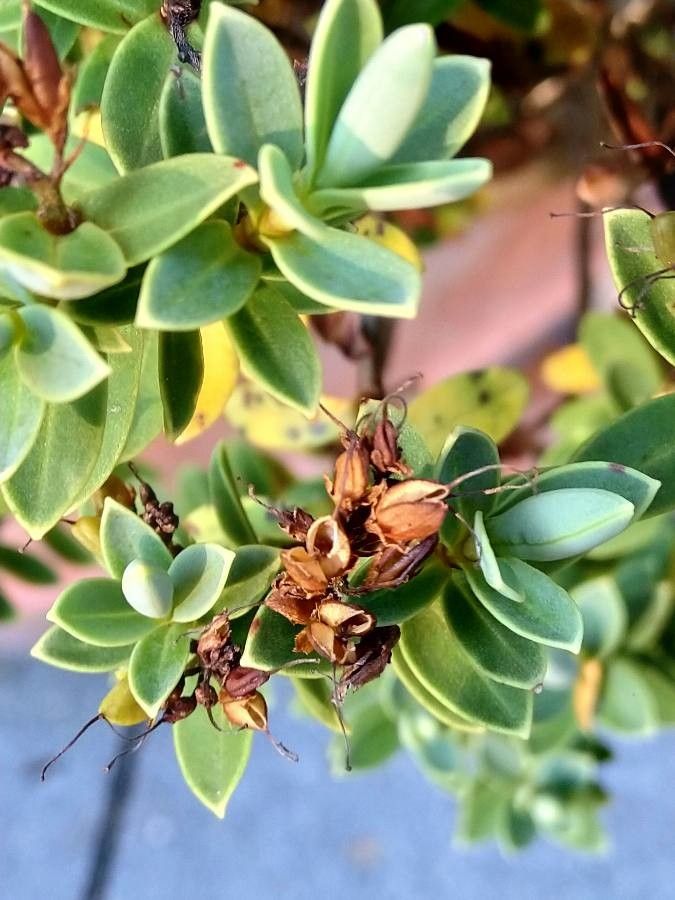 Hebe brachysiphon fruit