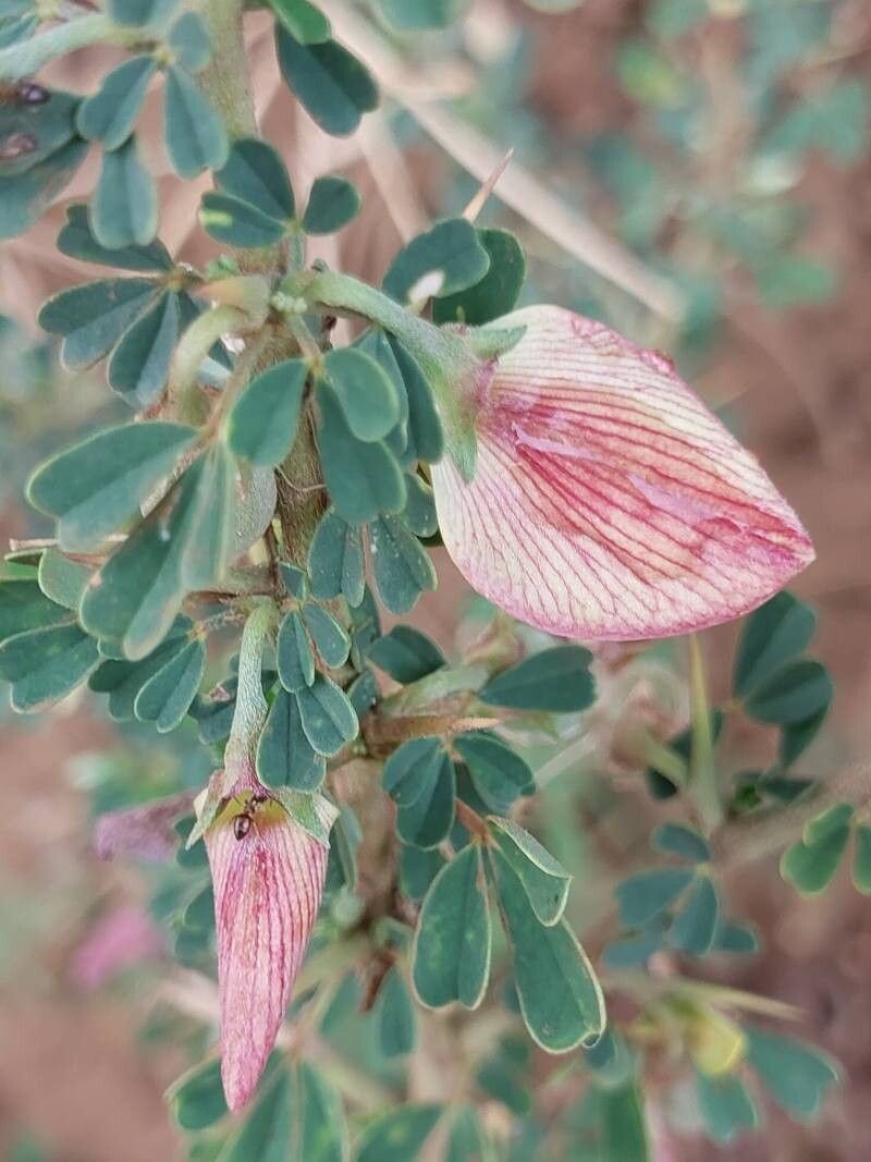 Crotalaria aculeata flower