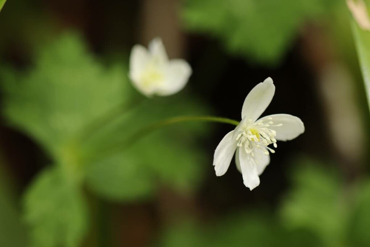 Anemone flaccida flower