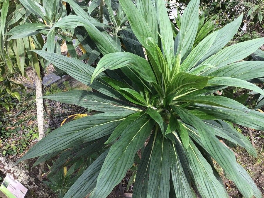 Echium callithyrsum leaf