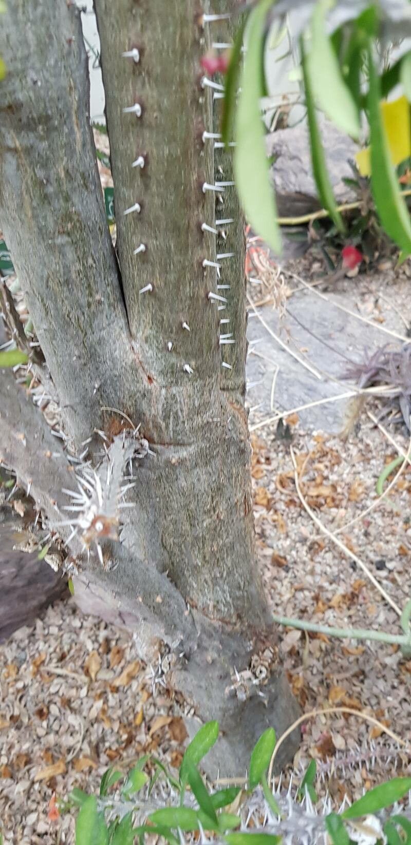 Alluaudia procera bark