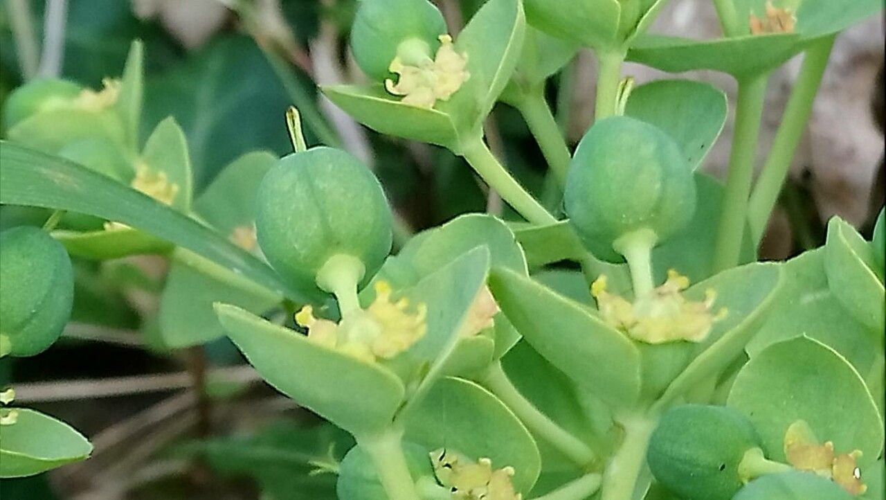 Euphorbia corsica fruit