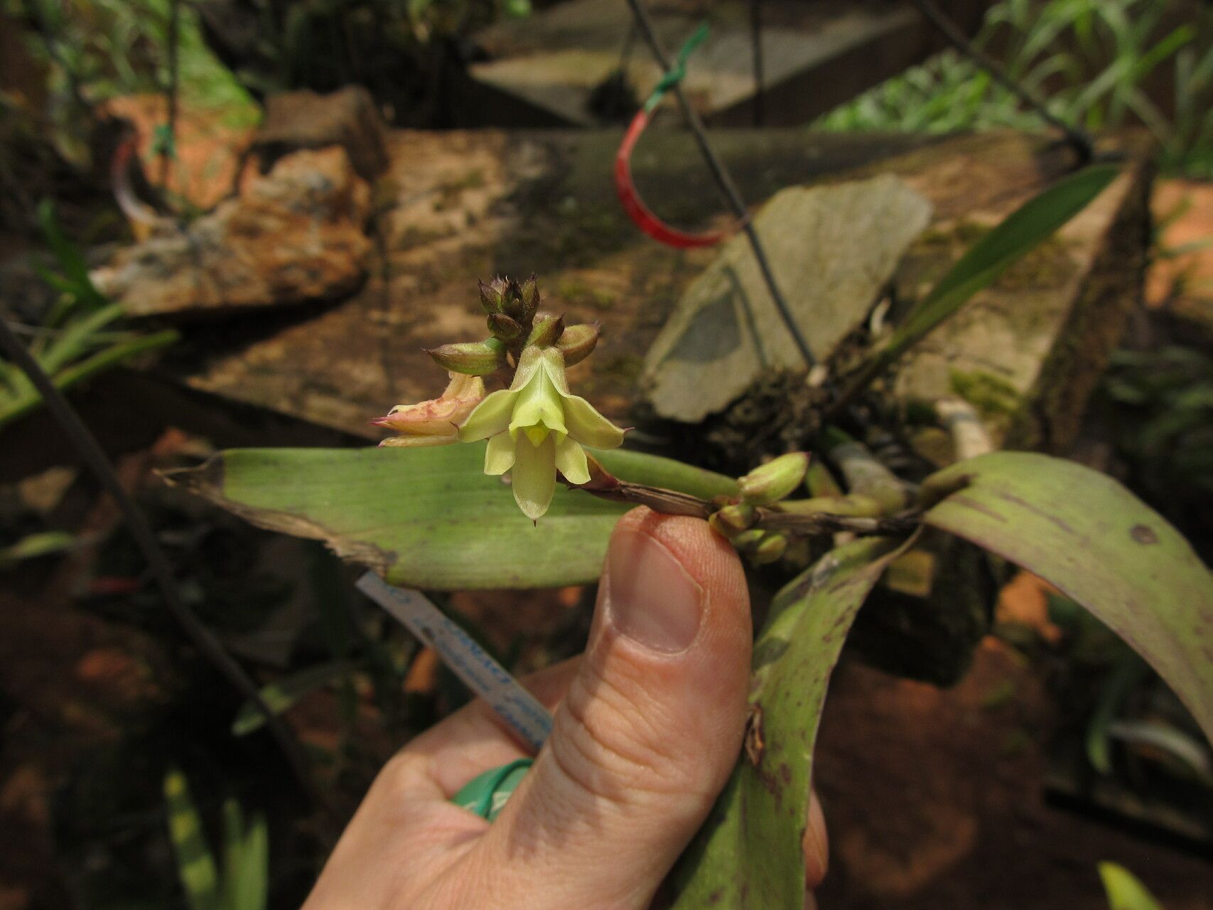 Polystachya bennettiana flower