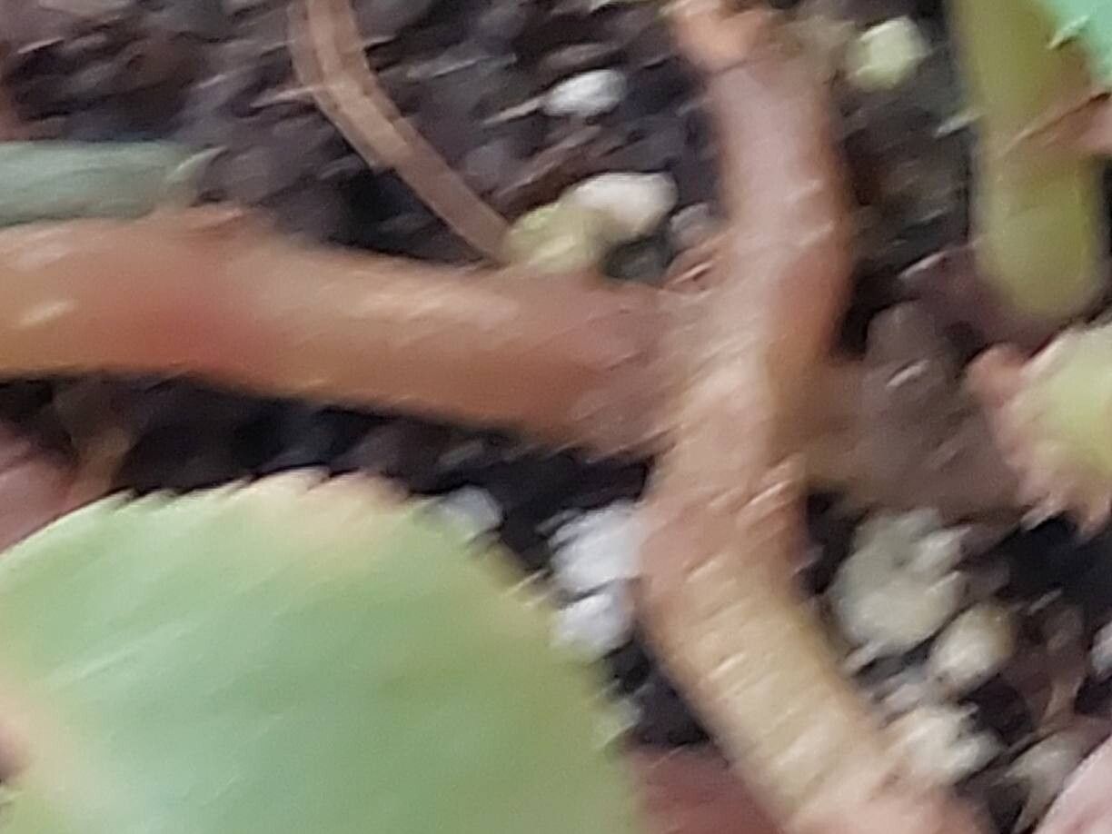 Begonia opuliflora bark