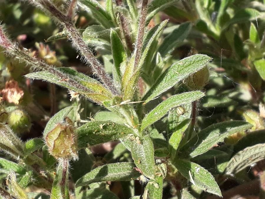 Cistus parviflorus — search result for 'Cistus'