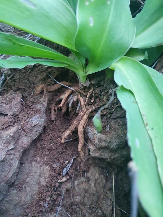 Chlorophytum zavattarii other