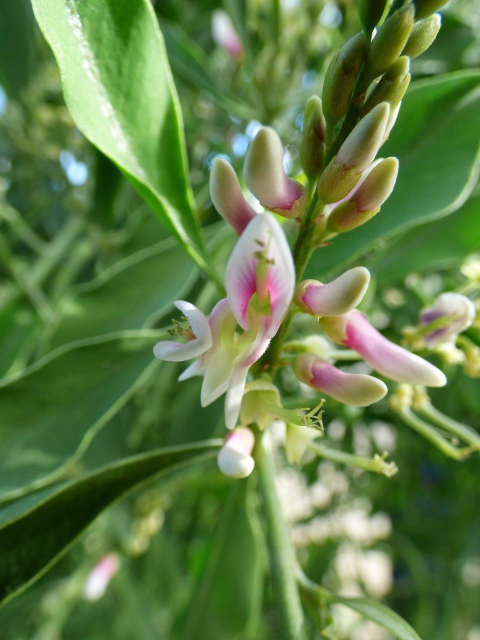 Indigofera ammoxylum flower