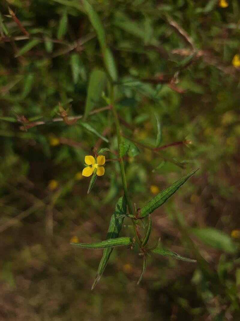 Ludwigia perennis flower