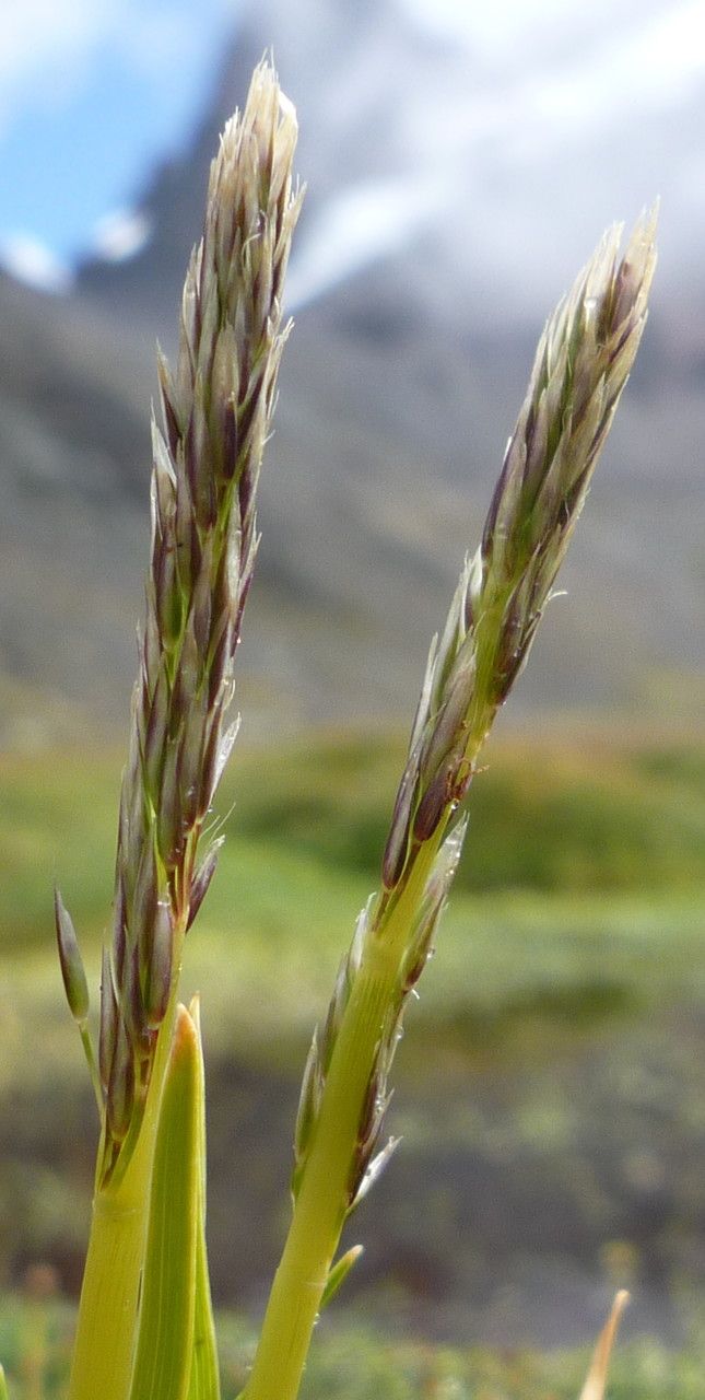 Cinnagrostis rigescens flower
