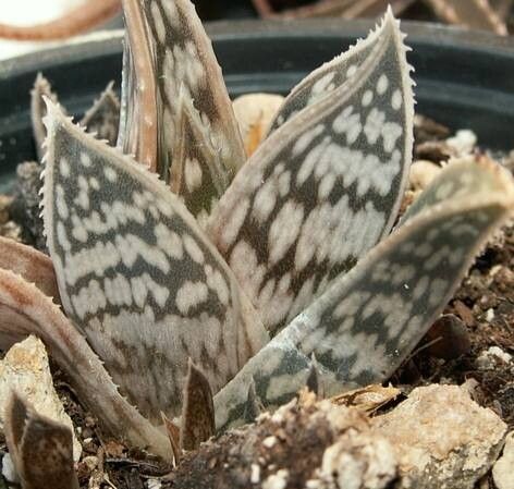 Gonialoe sladeniana — related species from the same genus