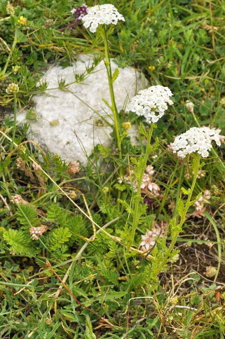 Achillea virescens flower