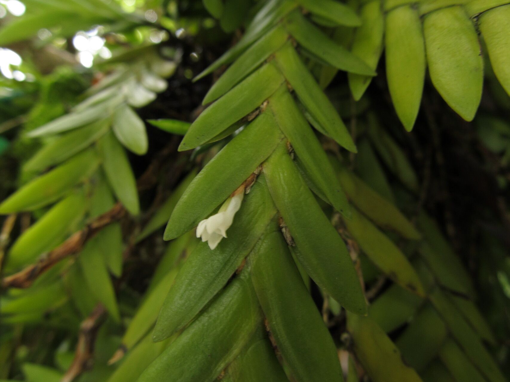 Angraecum biteaui flower