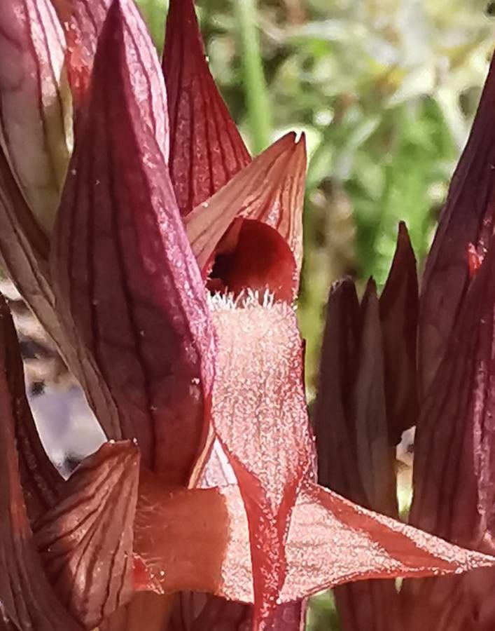 Serapias vomeracea flower