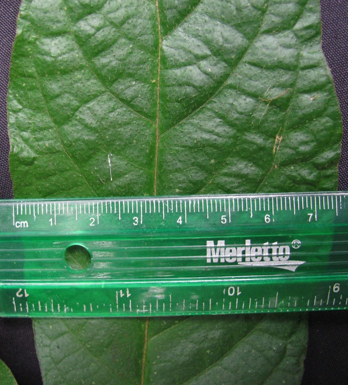 Lycianthes inaequilatera other