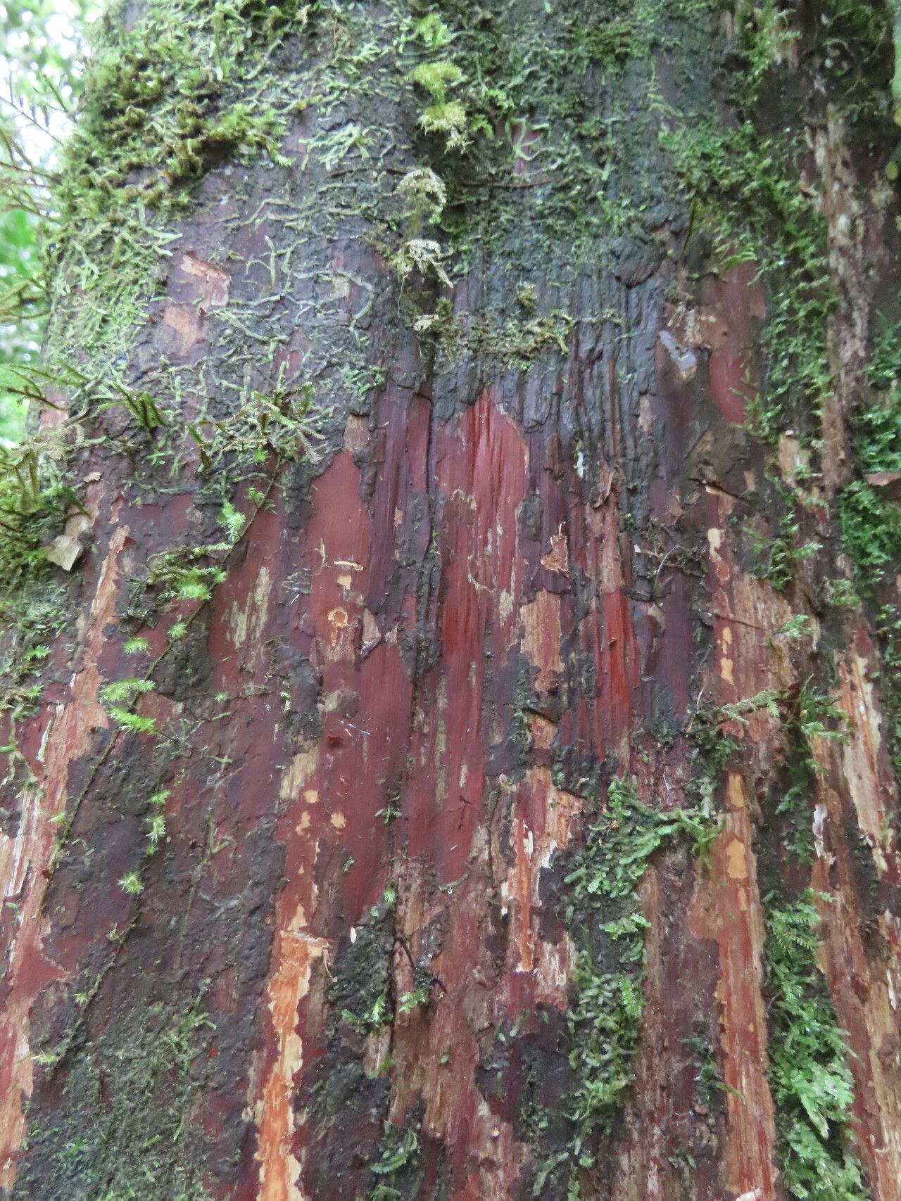 Pouteria austin-smithii bark
