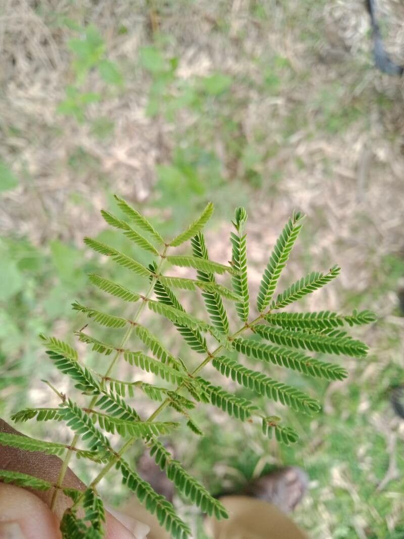 Desmanthus virgatus leaf