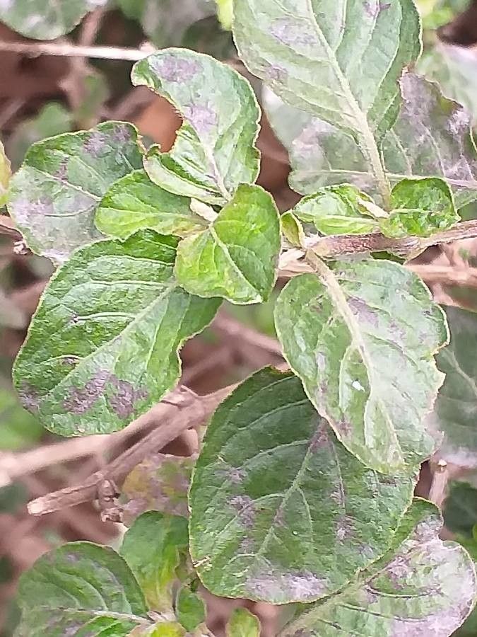 Dyschoriste thunbergiiflora — houseplant care guide