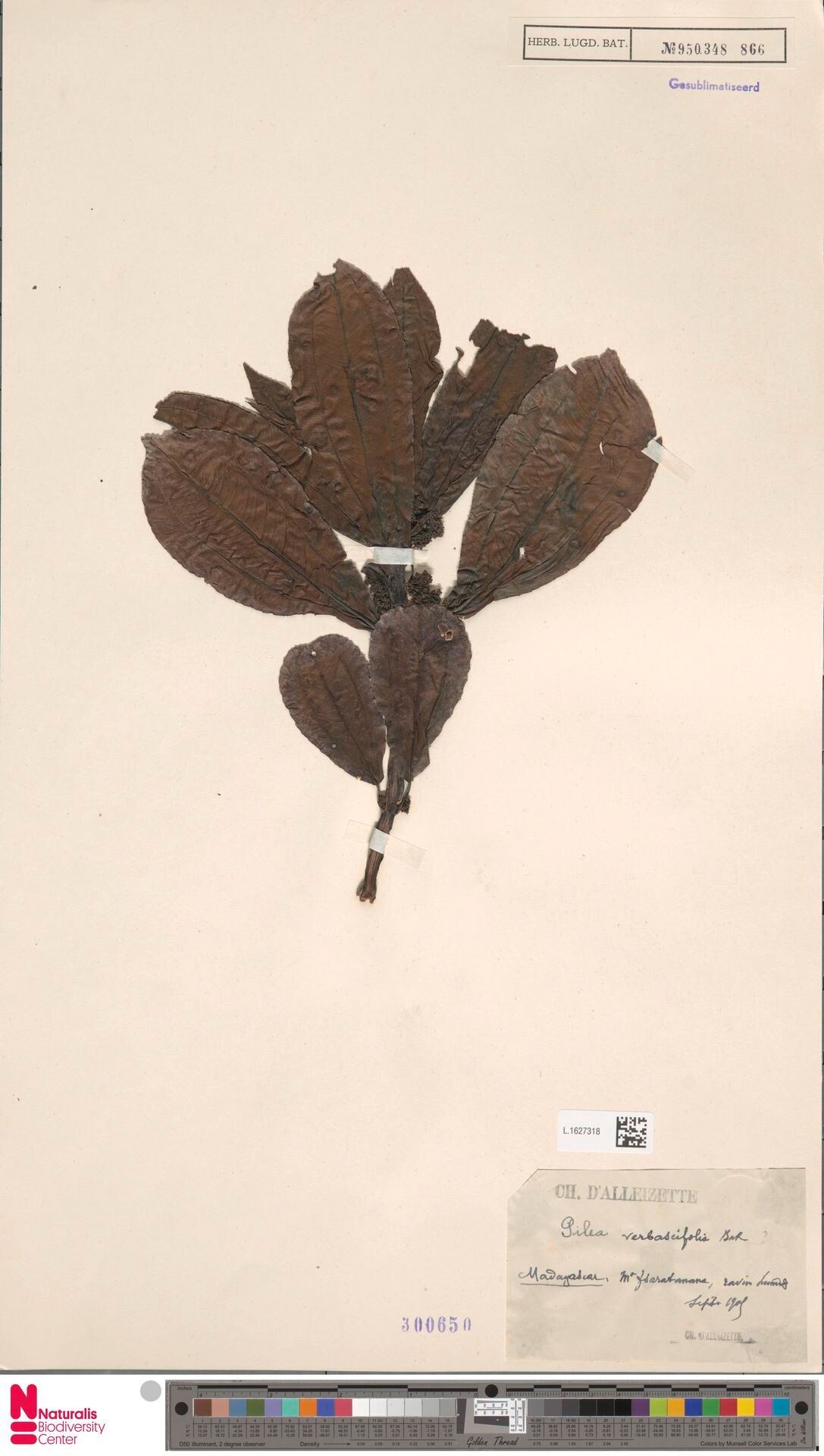 Pilea verbascifolia — search result for 'Pilea'