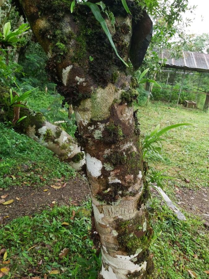 Ficus fistulosa bark
