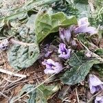 Mandragora officinarum