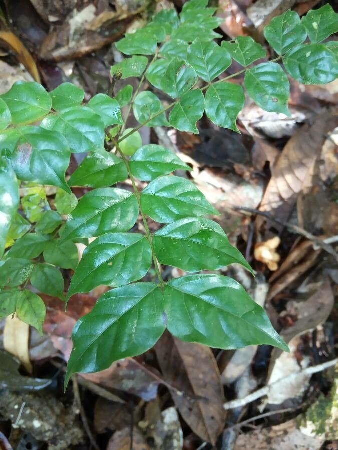 Tachigali melinonii — houseplant care guide