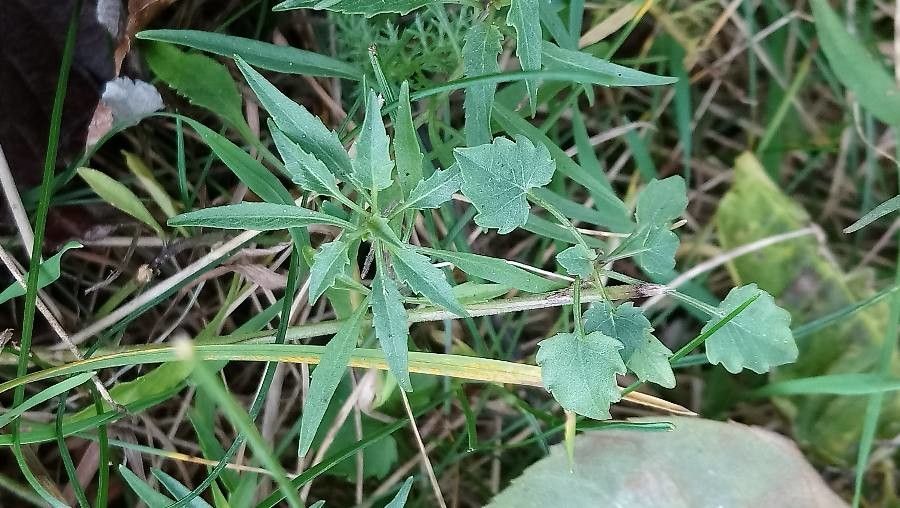 Campanula rotundifolia leaf