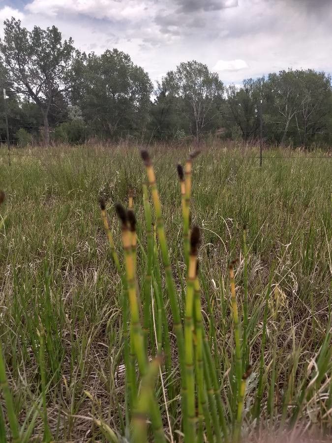 Equisetum laevigatum fruit