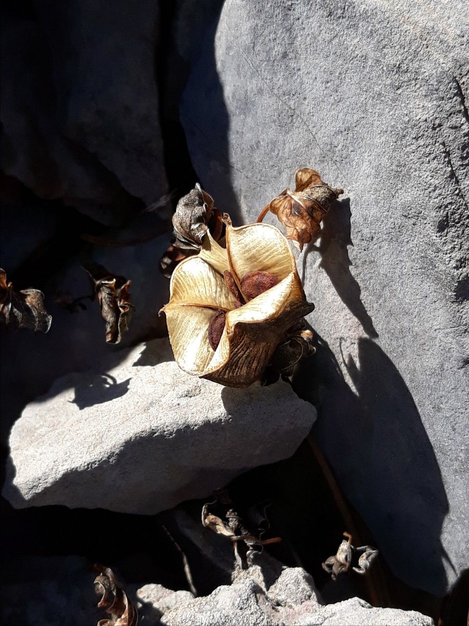 Dioscorea pyrenaica fruit