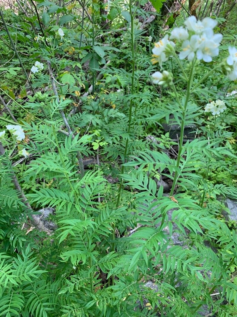 Polemonium foliosissimum leaf