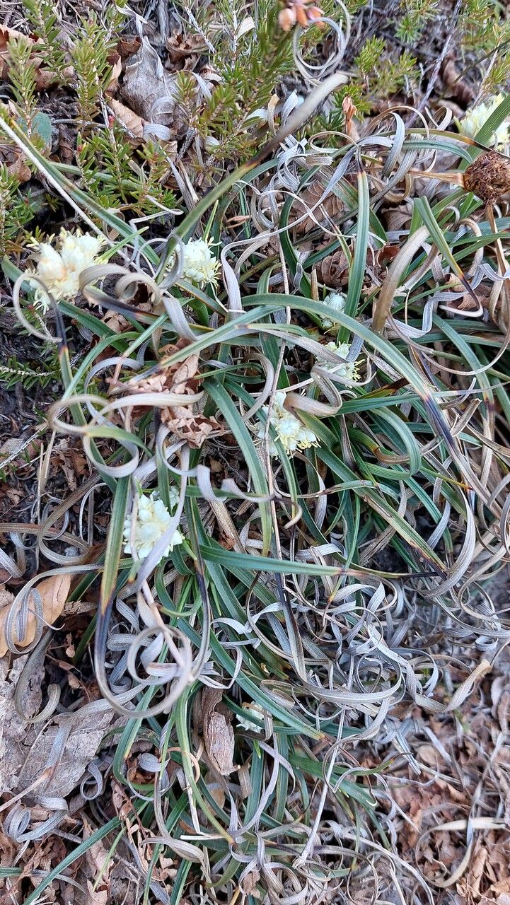 Carex baldensis — houseplant care guide