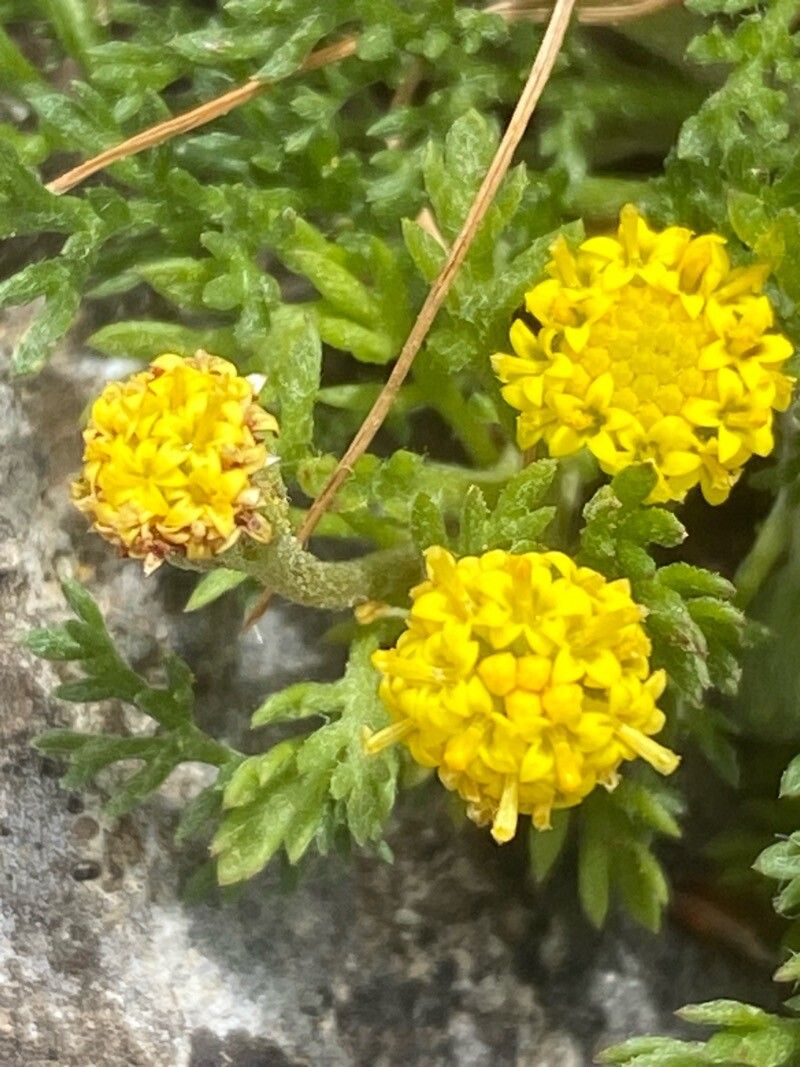 Anthemis rigida flower