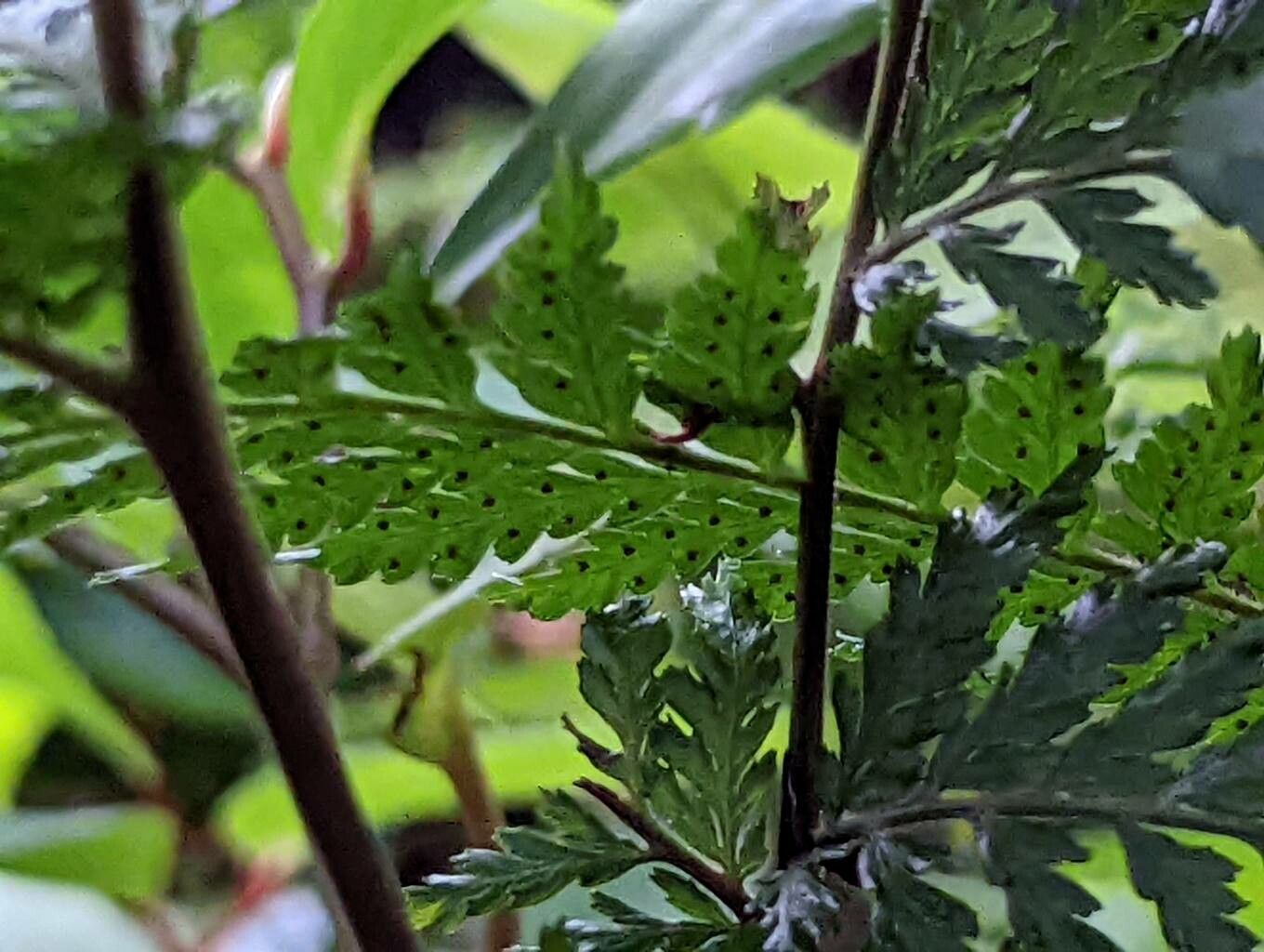 Arachniodes webbiana leaf