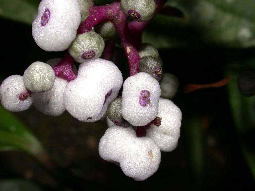 Psychotria microbotrys fruit