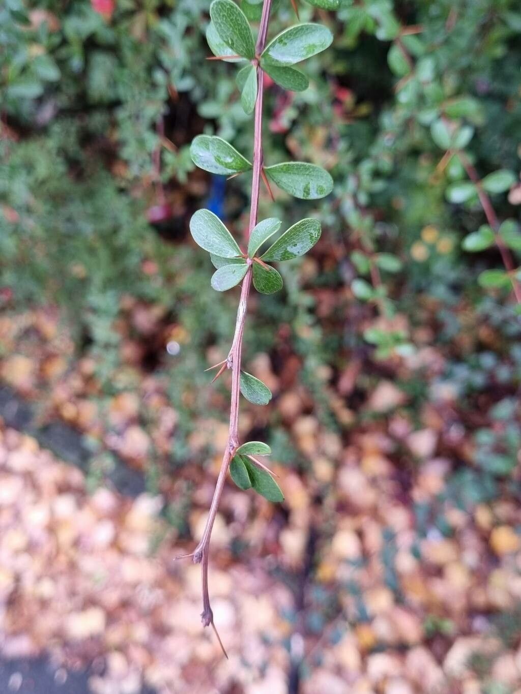 Berberis aggregata bark