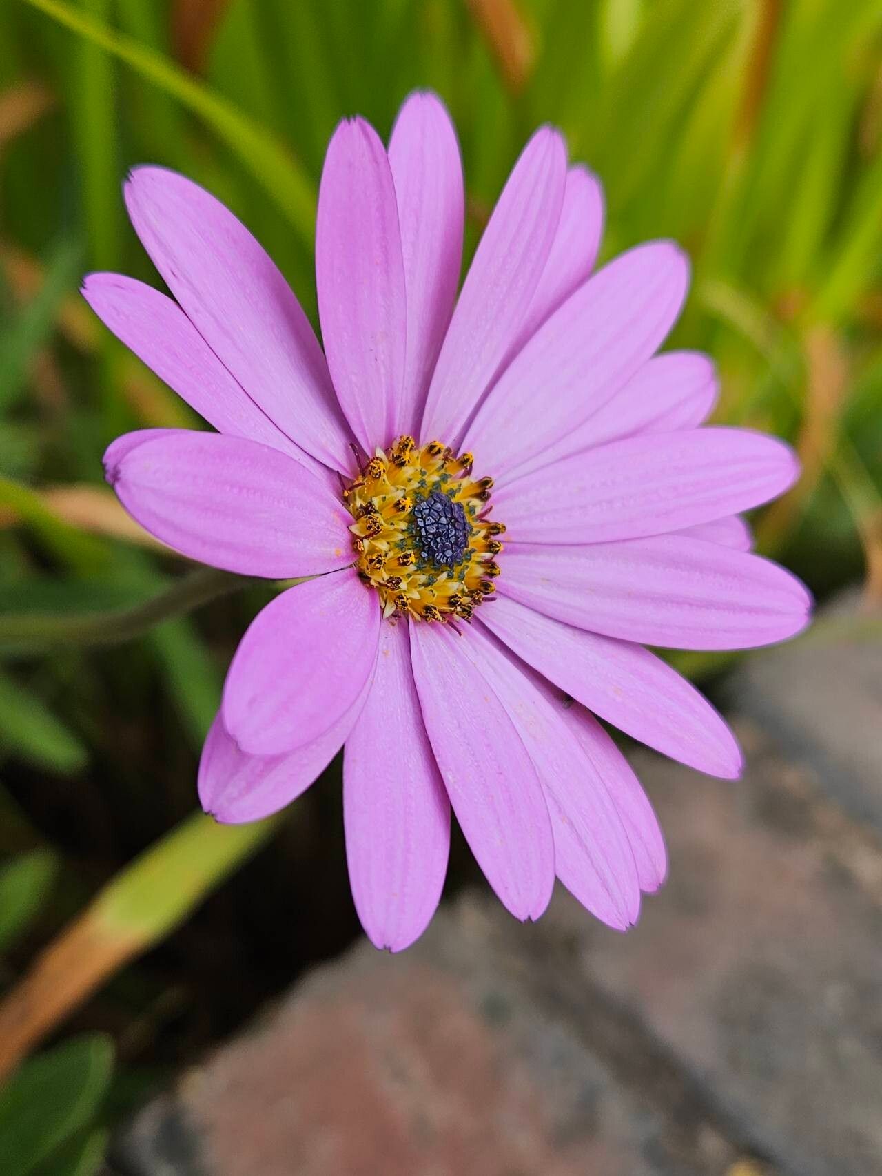 Dimorphotheca jucunda flower