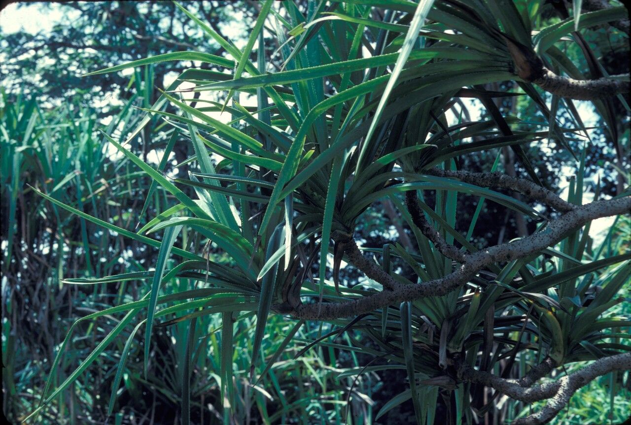 Pandanus cephalotus — houseplant care guide