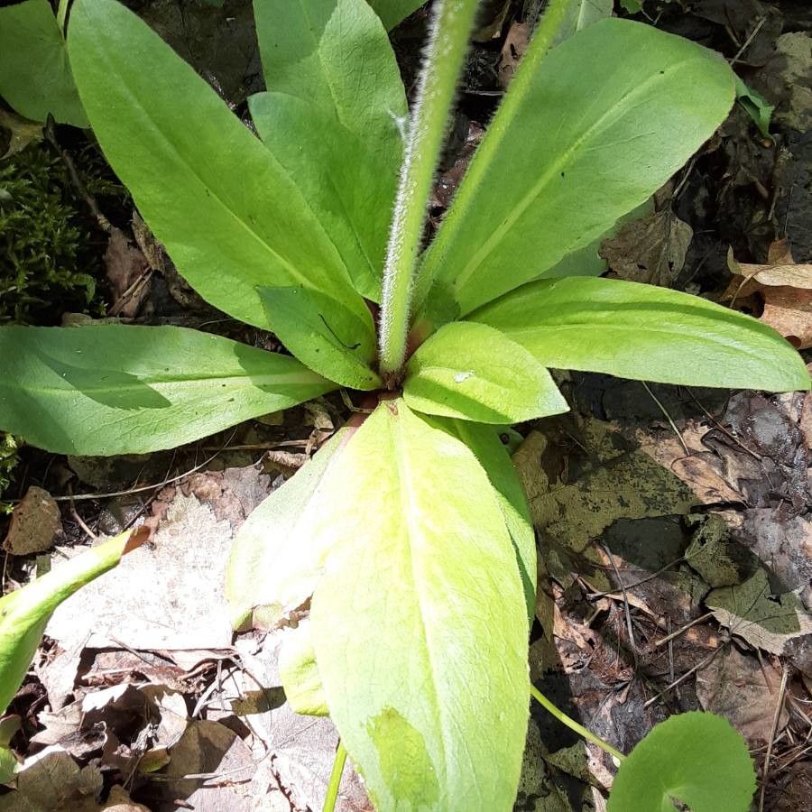 Micranthes pensylvanica — houseplant care guide