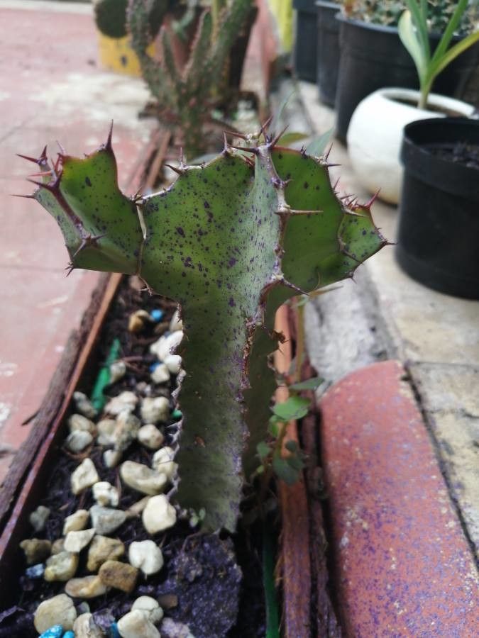 Euphorbia baradii bark