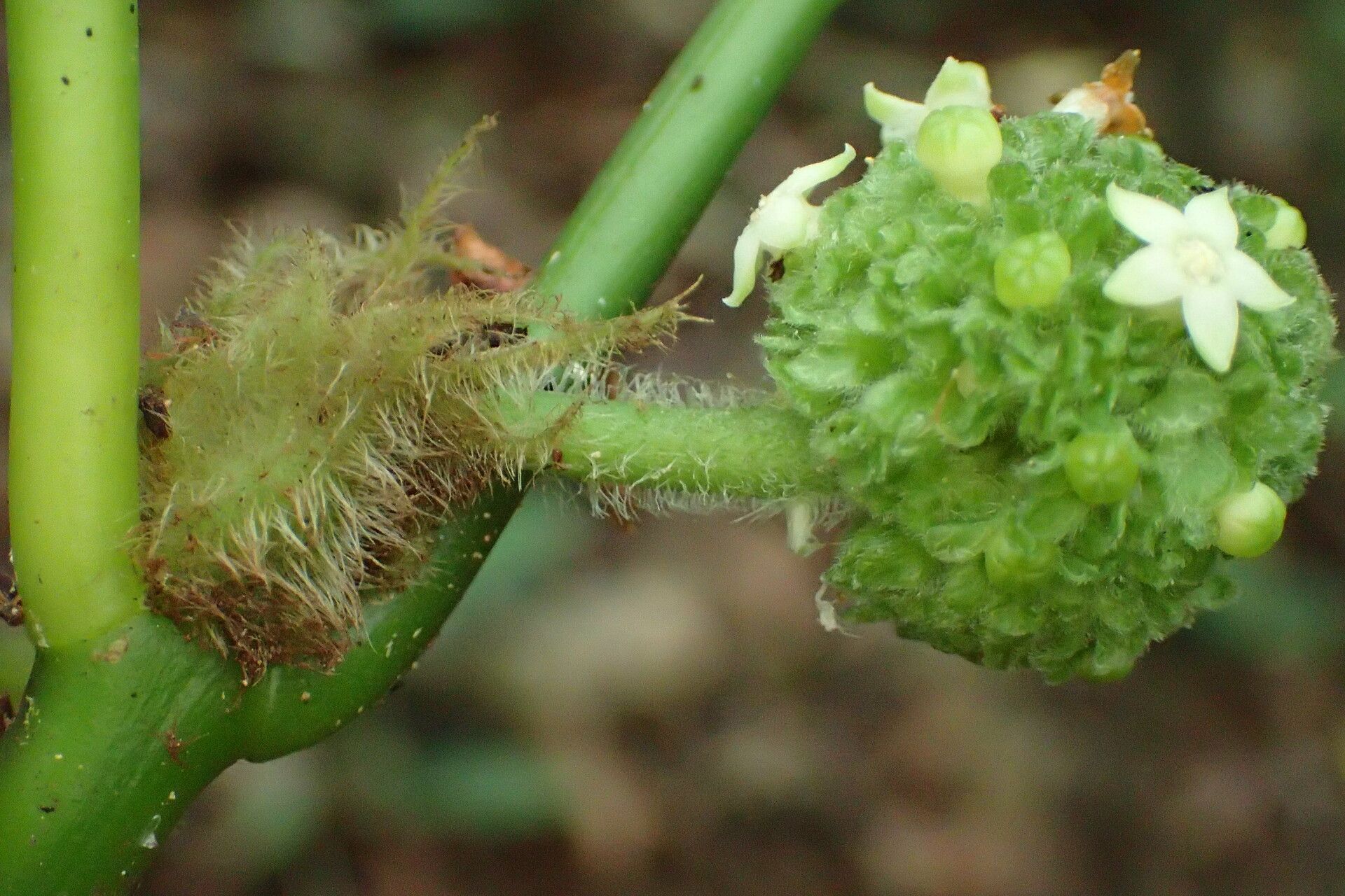 Psychotria tchoutoi flower