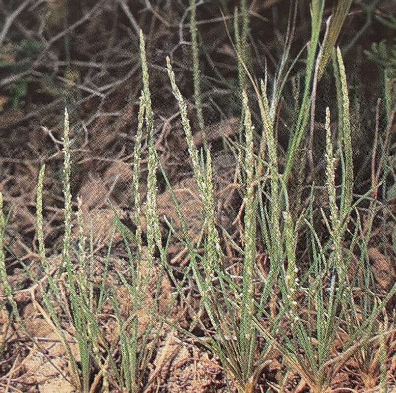 Plantago asphodeloides — search result for 'Plantago'