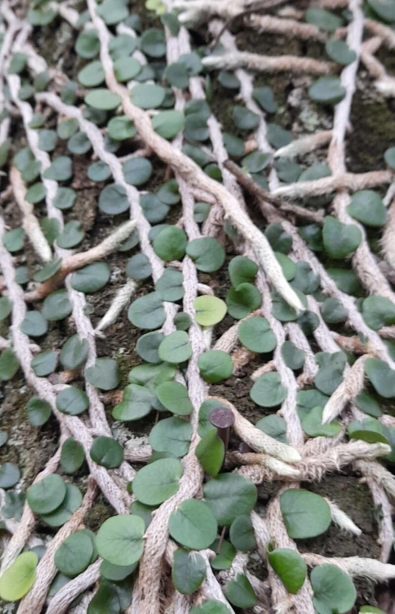 Microgramma vacciniifolia habit