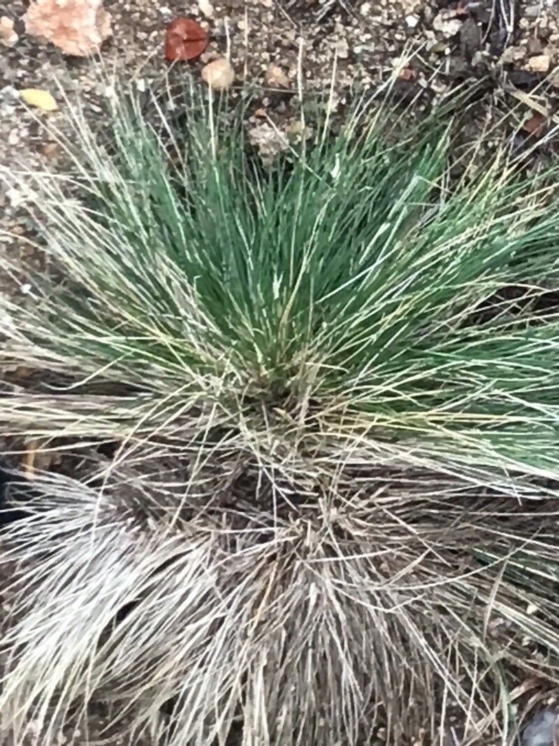 Nassella laevissima — houseplant care guide