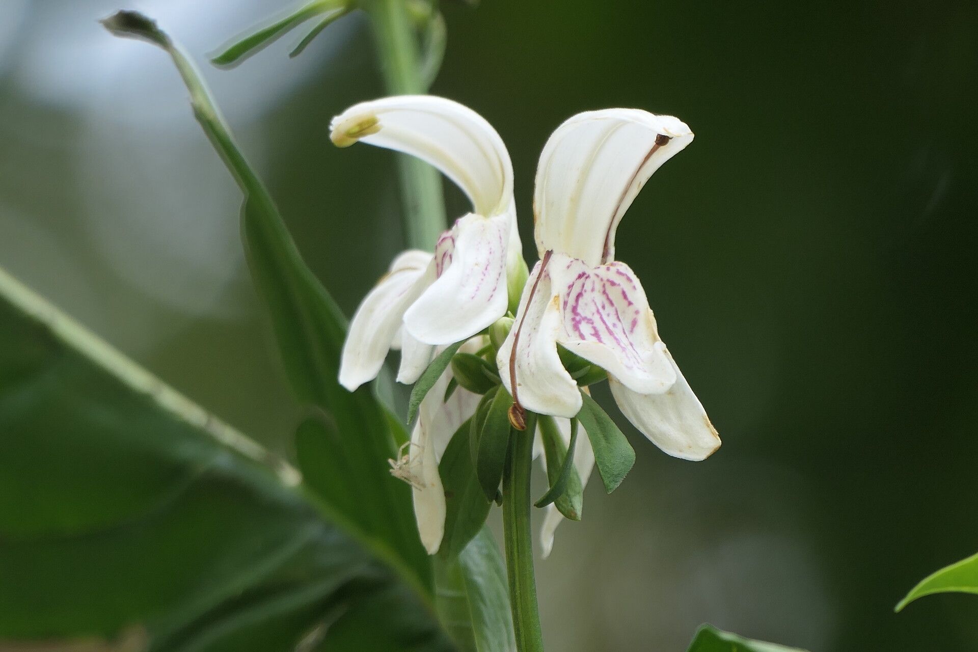 Justicia adhatodoides flower