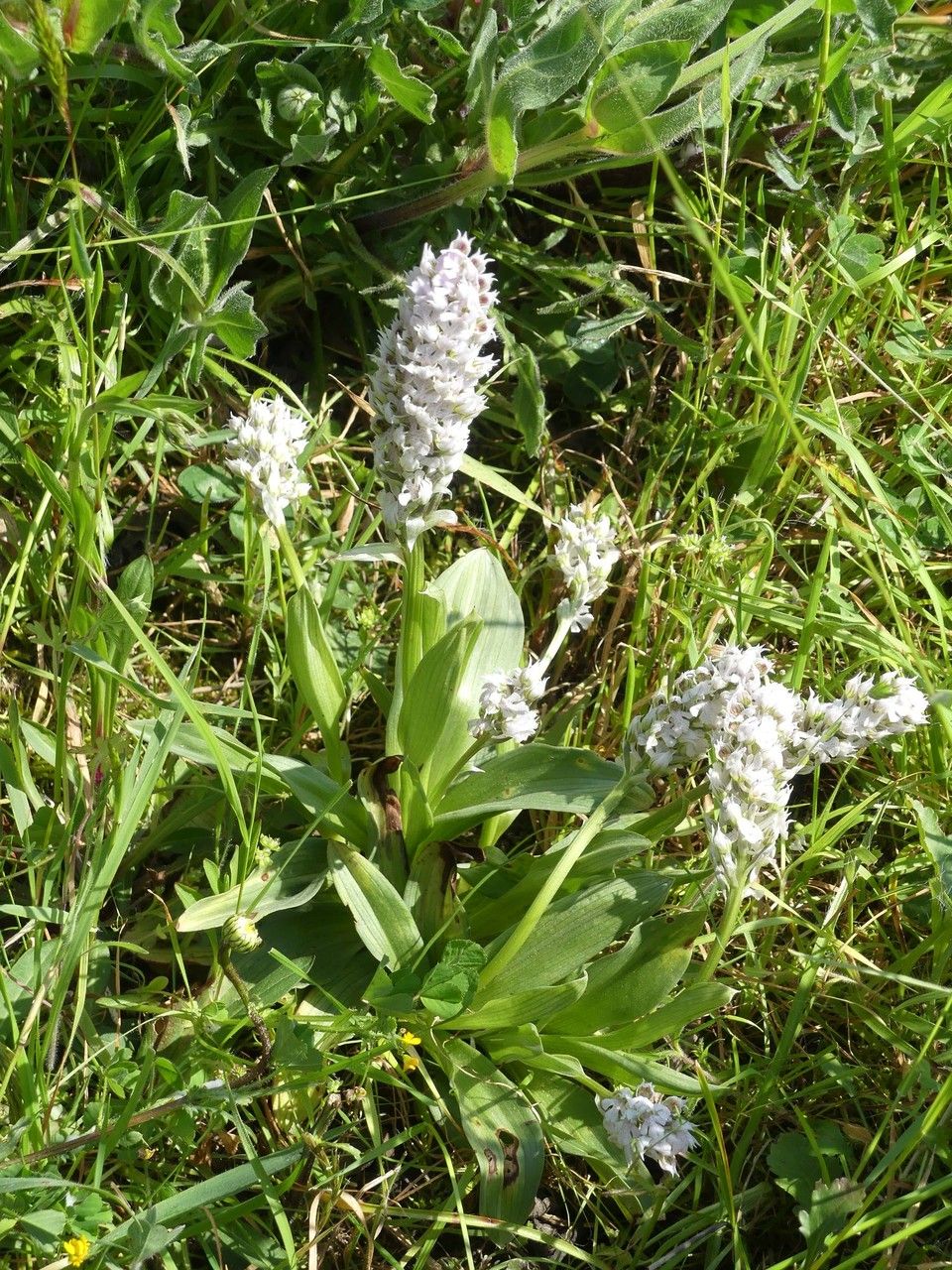 Neotinea lactea habit